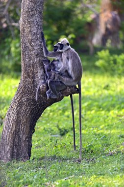 gri langur Close-Up
