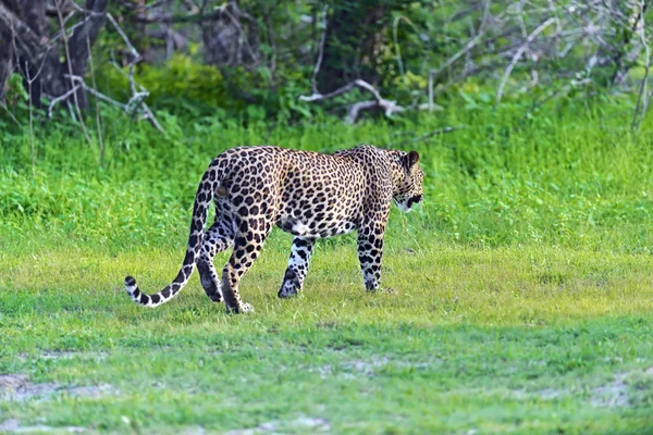 Leopardo — Foto de Stock