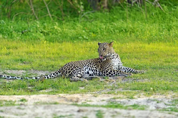 Leopardo — Foto de Stock