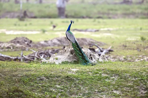 Pfau — Stockfoto