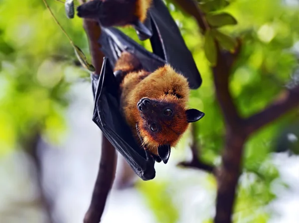 Flying fox — Stockfoto