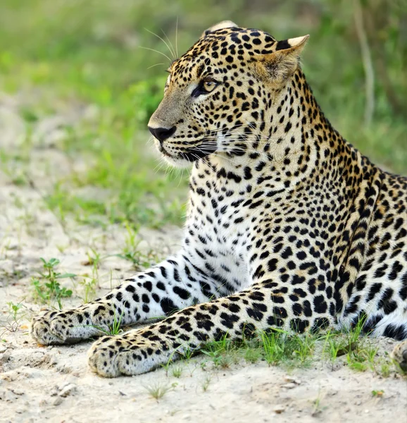 Leopardo — Fotografia de Stock