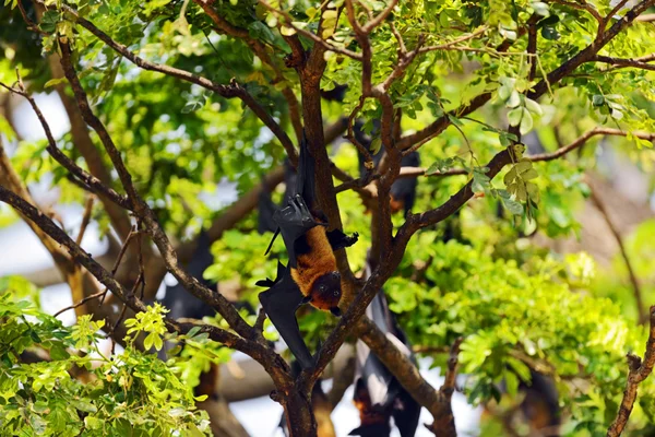 Flying fox — Stock Photo, Image