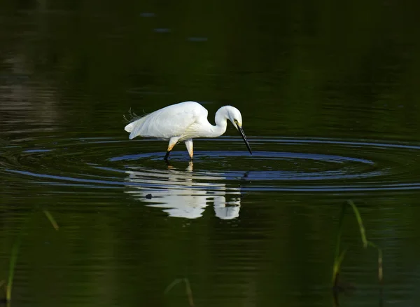 Heron — Stockfoto