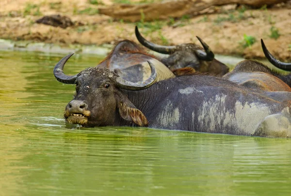 Buffalo — Stock Photo, Image