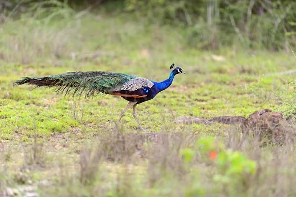 Pfau — Stockfoto