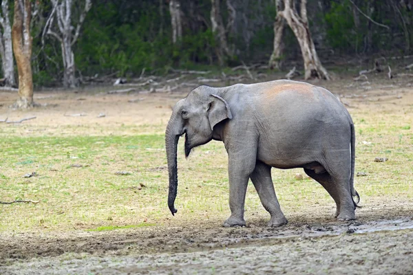 Elefante — Foto Stock