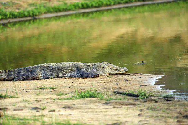 Krokodil — Stockfoto