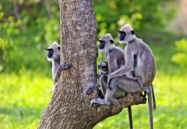 Közeli kép: egy szürke Langur — Stock Fotó