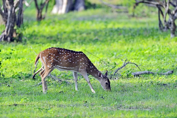 Cerfs tachetés — Photo