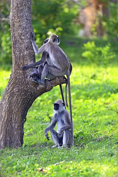 Zbliżenie: szary langur — Zdjęcie stockowe