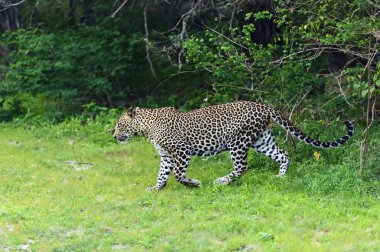 leopar