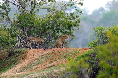 leopar