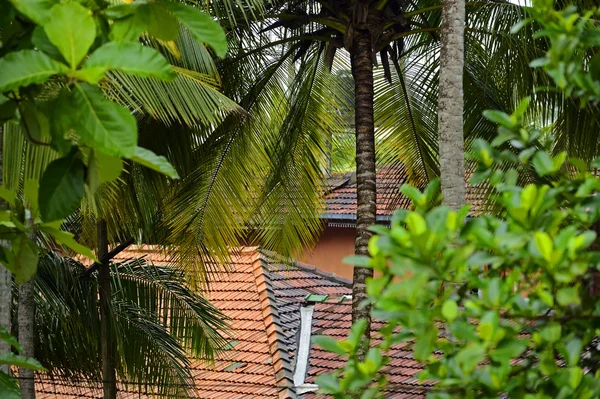 Fruits sur l'île de Sri Lanka — Photo