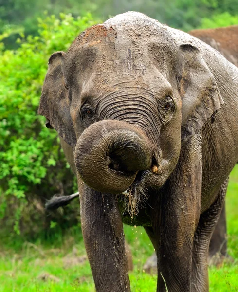 Elefante — Foto de Stock