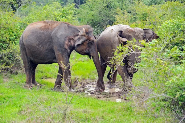 Elephant — Stock Photo, Image