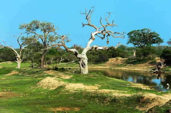 Sri Lanka — Foto de Stock