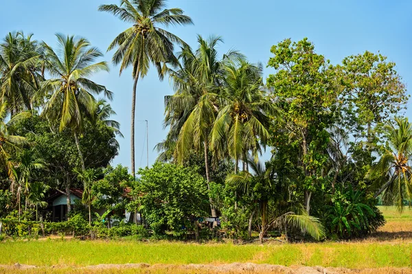 Srí lanka — Stock fotografie