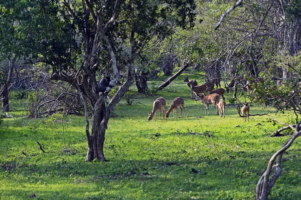 Cerfs tachetés — Photo