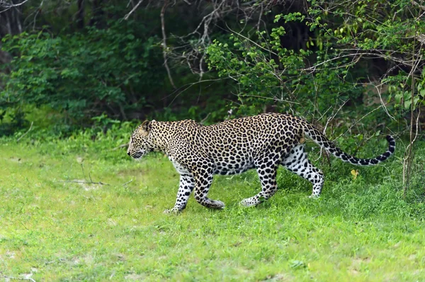 Leopar — Stok fotoğraf