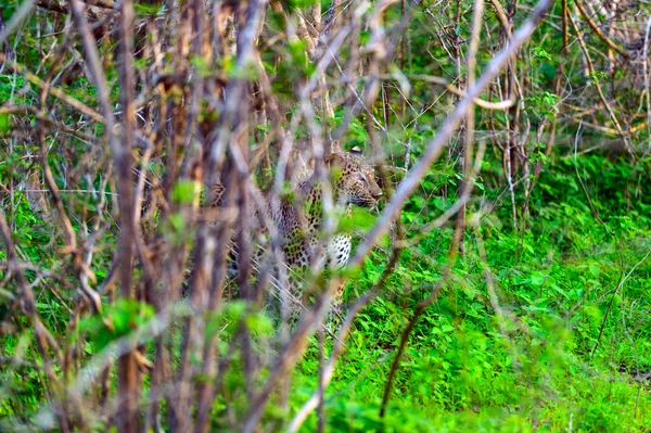 Leopard — Stock Photo, Image