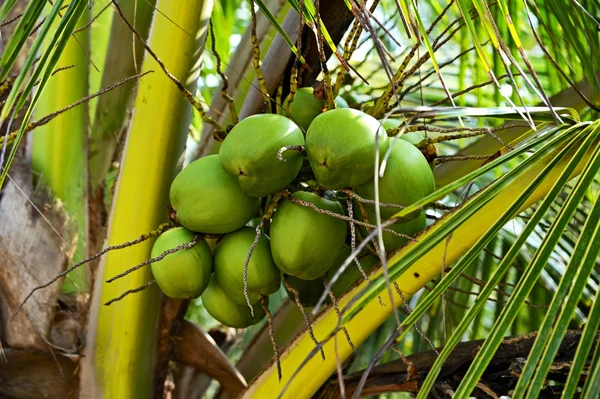 Sri Lanka — Stock Photo, Image