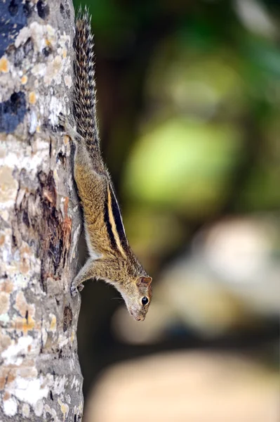 Chipmunk — Stock Photo, Image