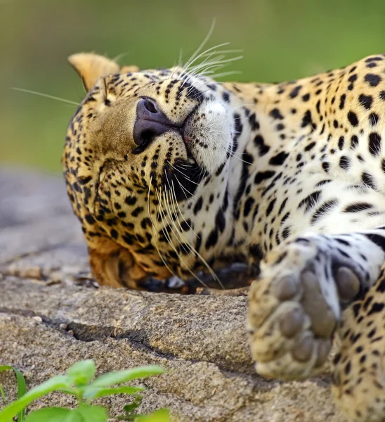 Leopard — Stockfoto