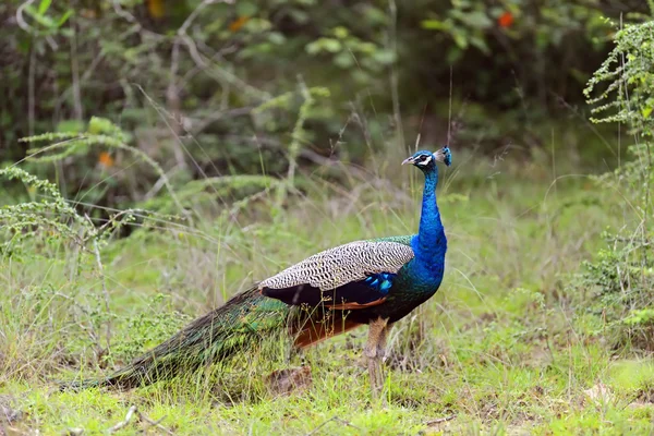 Pfau — Stockfoto