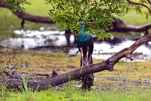 Peacock 