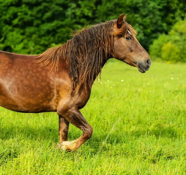 Pferd — Stockfoto