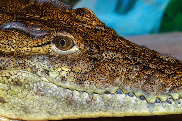 Crocodile — Stock Photo, Image