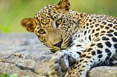 Leopard clipart