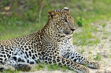 leopar