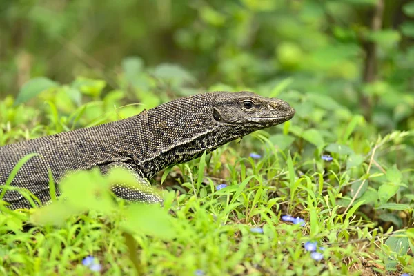 Leguaan — Stockfoto