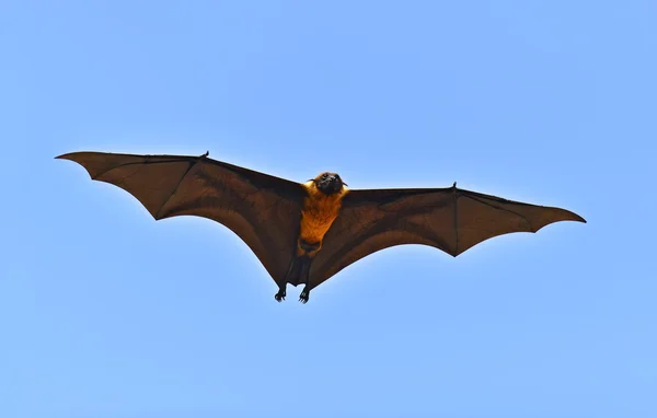Zorro volador indio — Foto de Stock