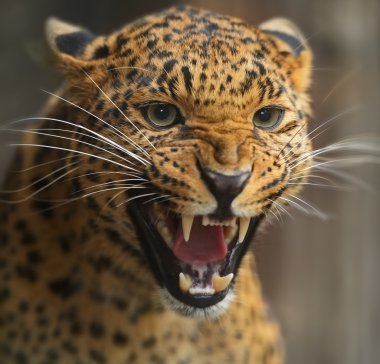 leopar