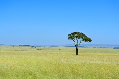  Masai Mara Park