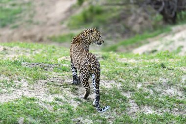 leopar