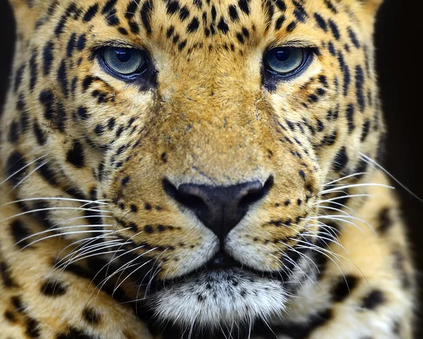 Leopardo — Foto Stock