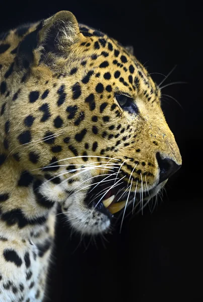 Leopardo — Foto de Stock