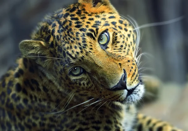 Leopard — Stockfoto