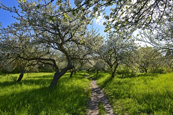 Apple blommar — Stockfoto