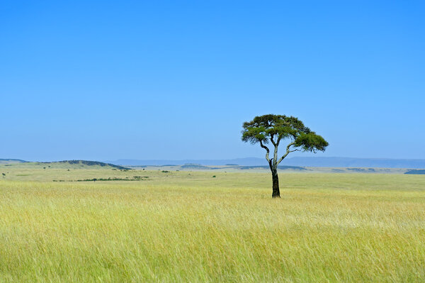  Парк Масаи Мара

