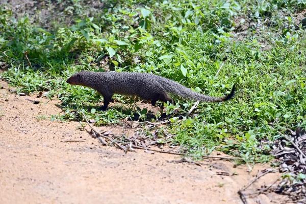 Mongoose — Stock Photo, Image