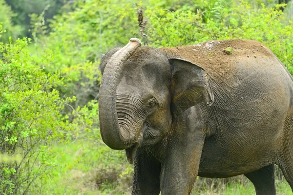 Elefante indio — Foto de Stock