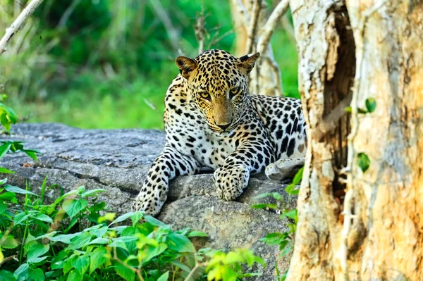 Leopardo — Fotografia de Stock