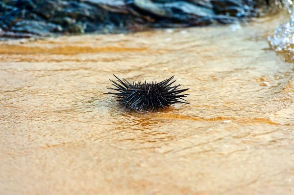 A sea urchin in a rock pool. — Stock Photo, Image