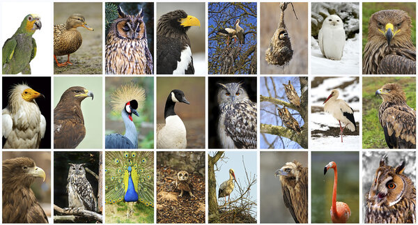 коллажные птицы
