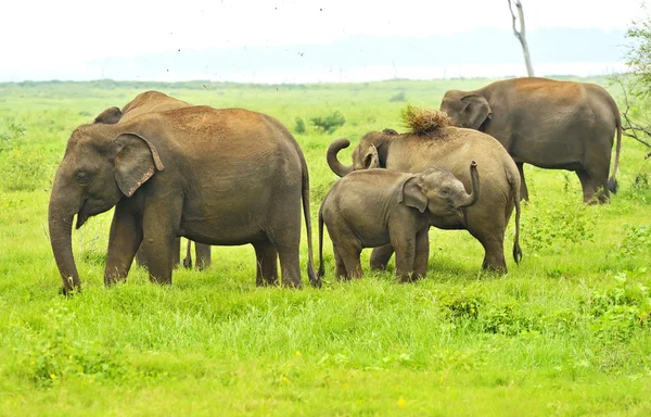 Éléphant indien — Photo